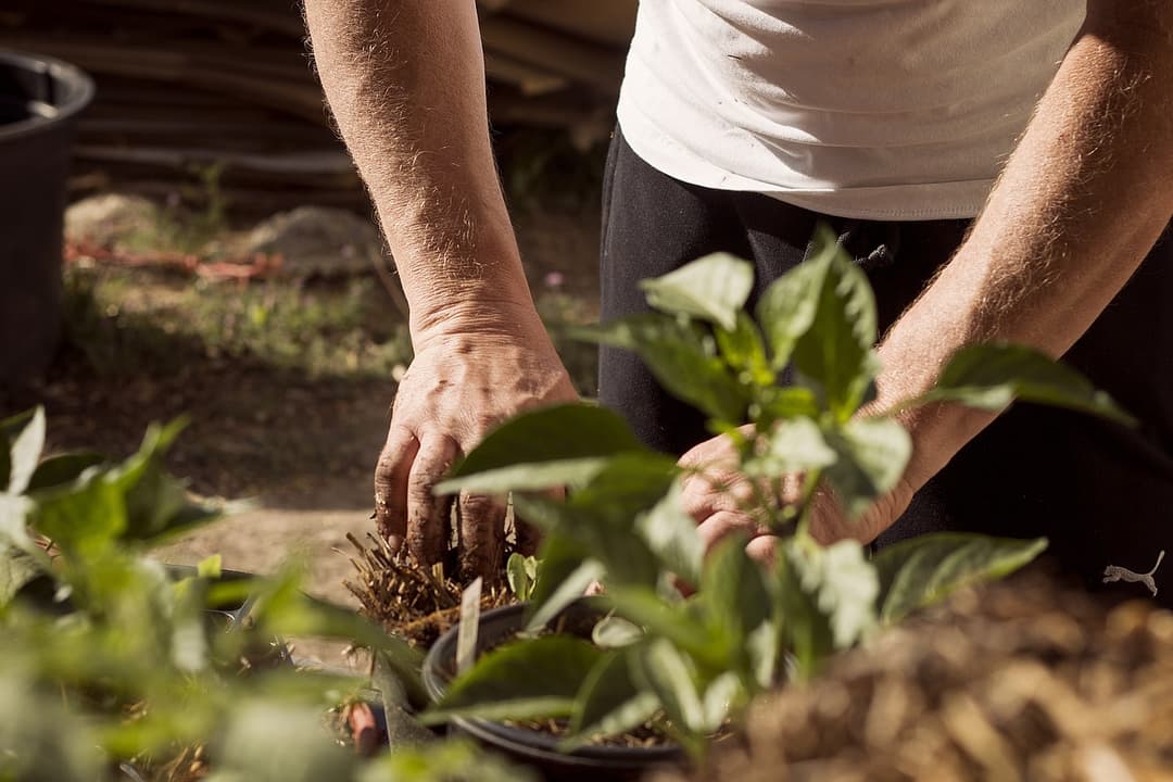 Plant Trees Initiative